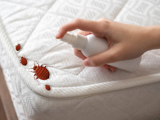Best Termite Control Services  in Giddings, TX