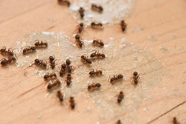 Best Best Pest Control Companies  in Giddings, TX